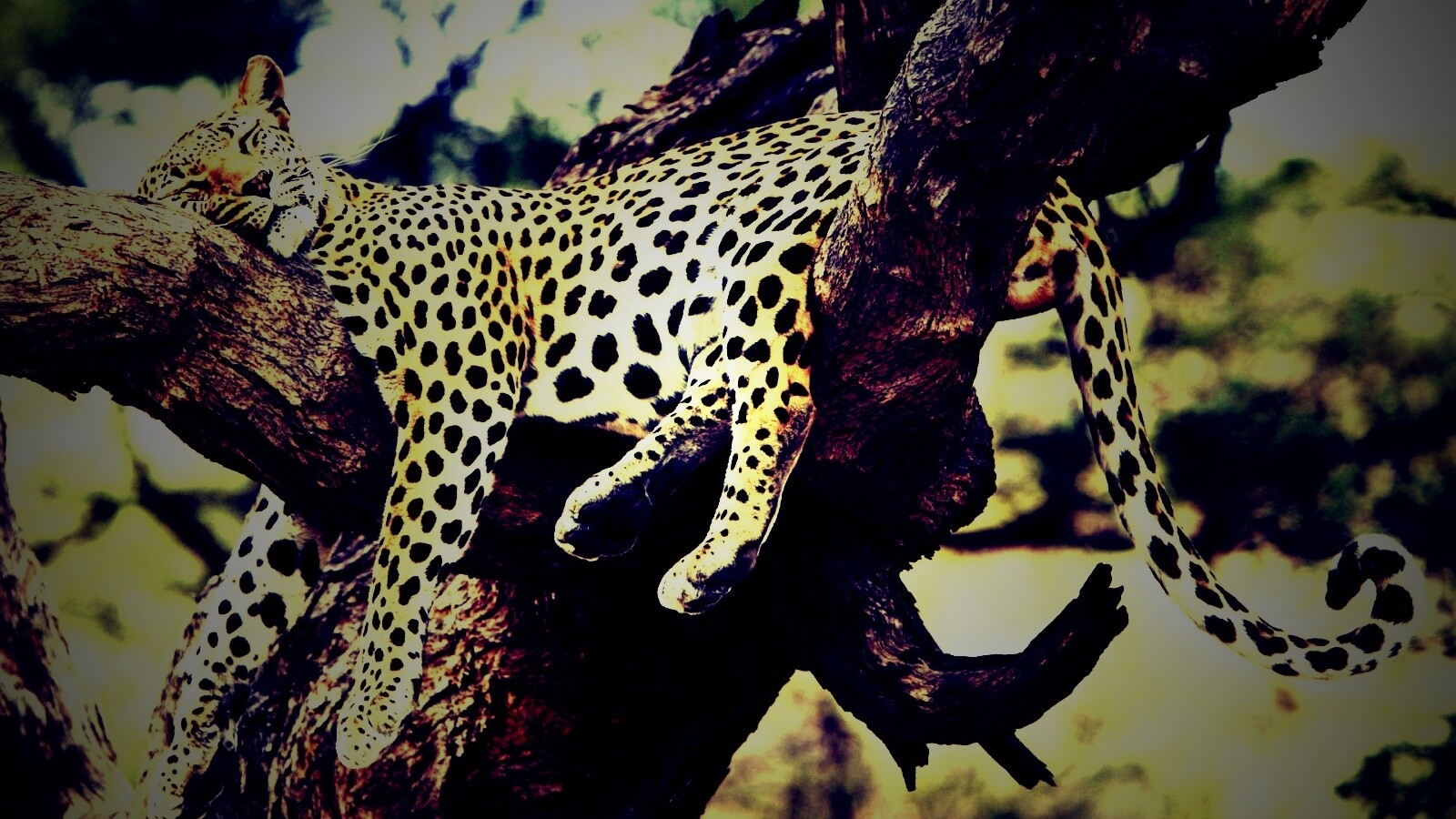 Спящий гепард обои