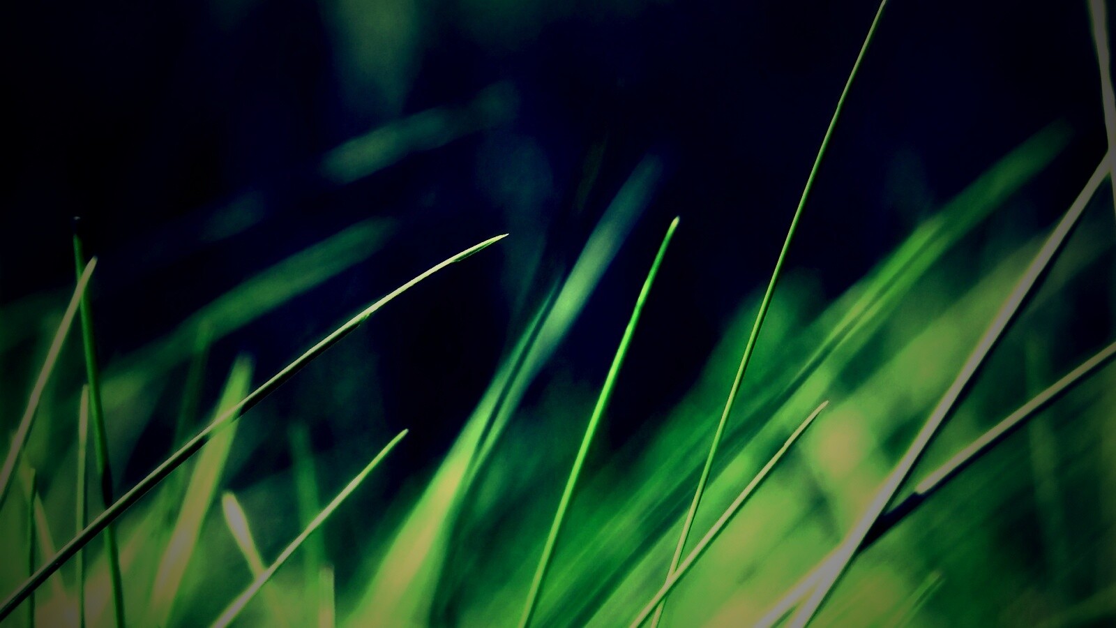 Тонкие травинки обои