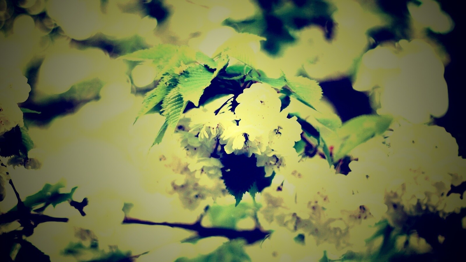 Цветущее дерево обои