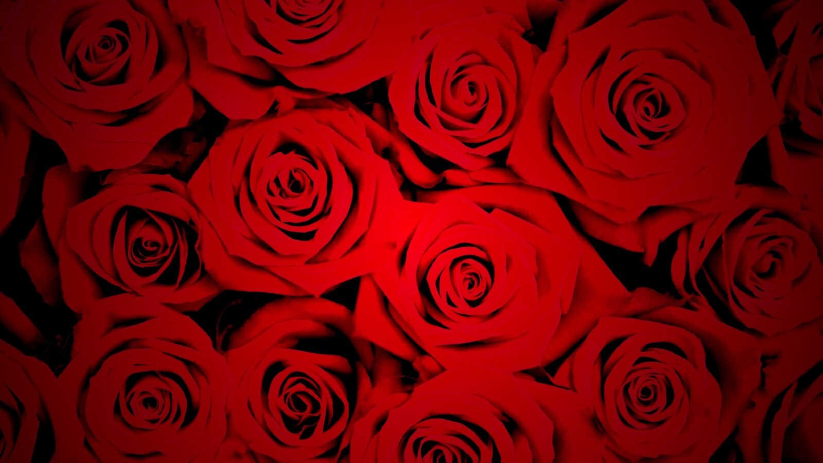 Букет красных роз обои