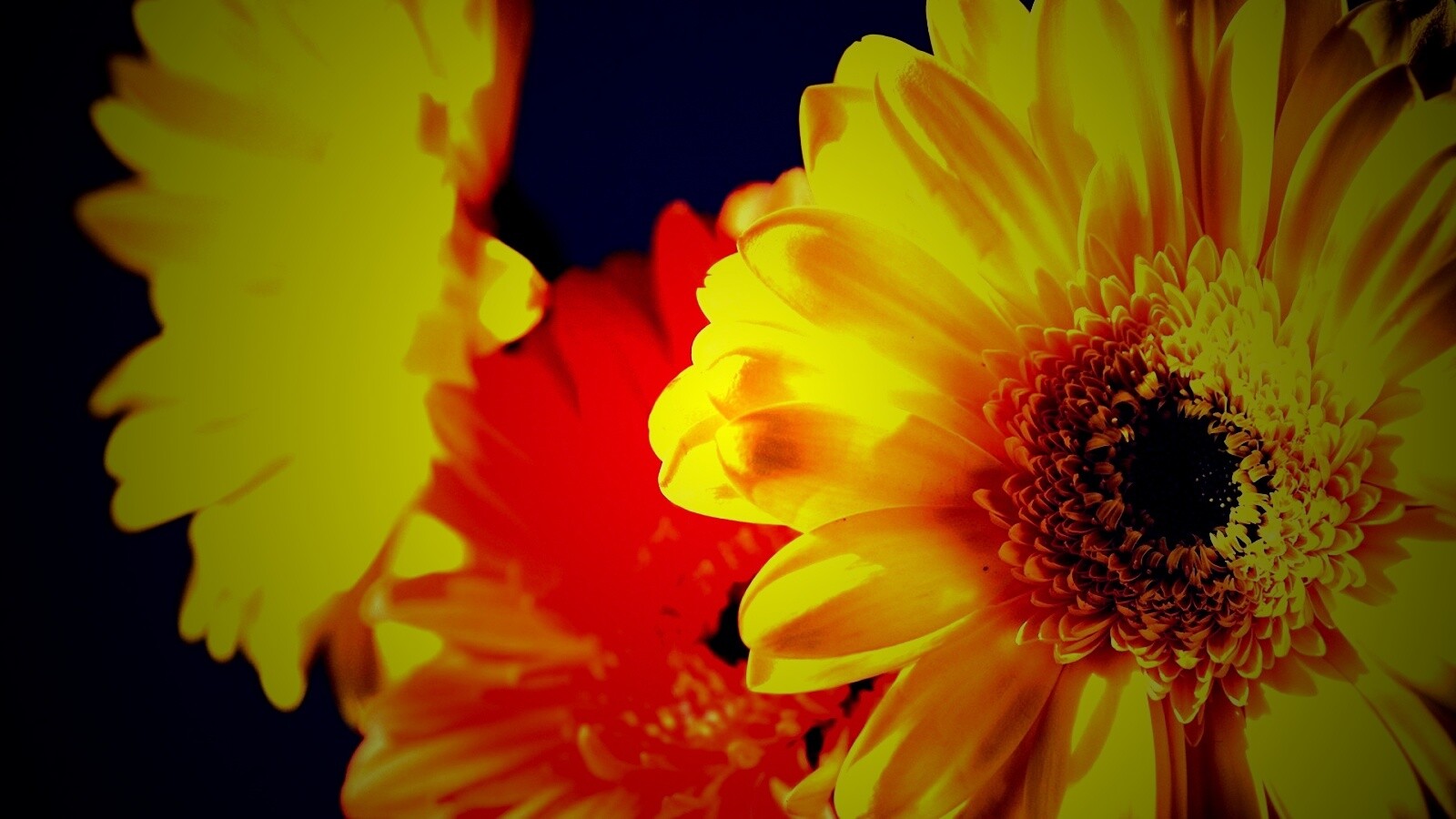 Желтый гербер обои