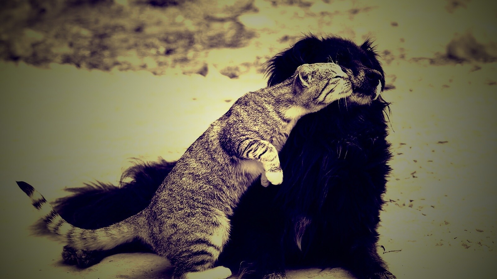 Поцелуй кошки и собаки обои