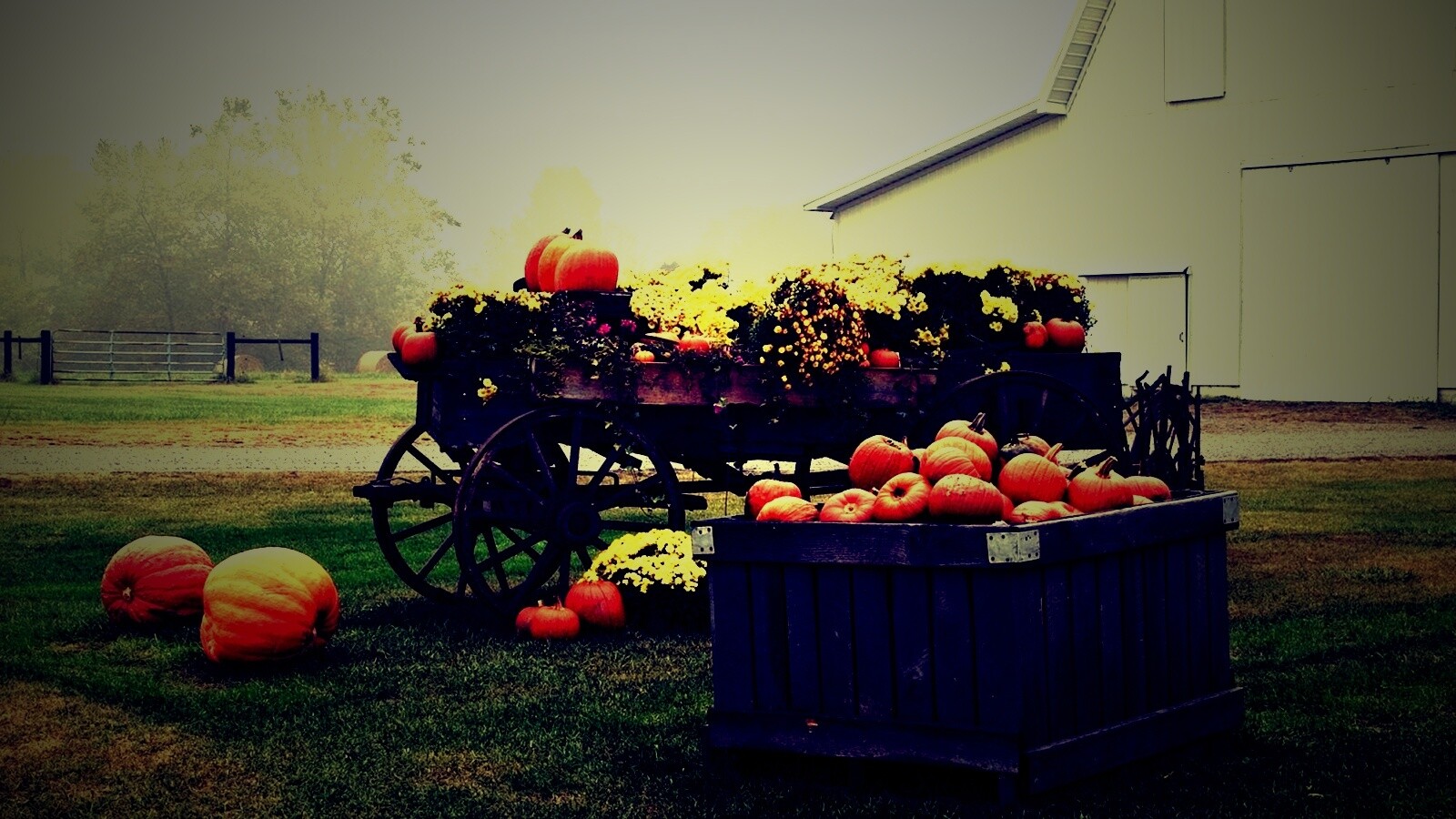 Урожай тыков обои