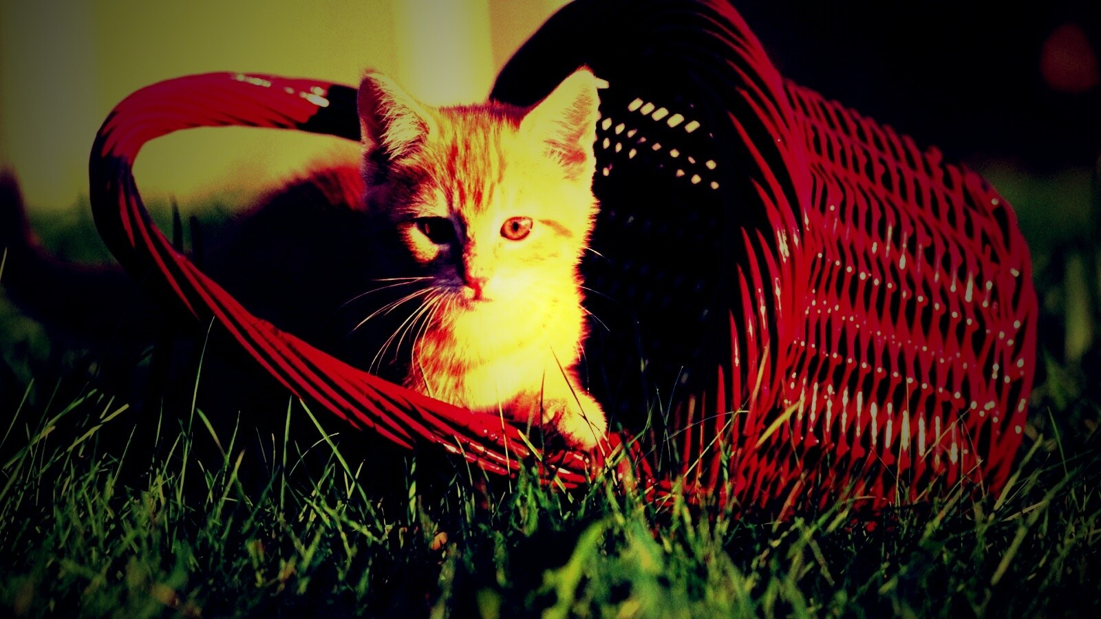 Рыжий котенок в корзине обои