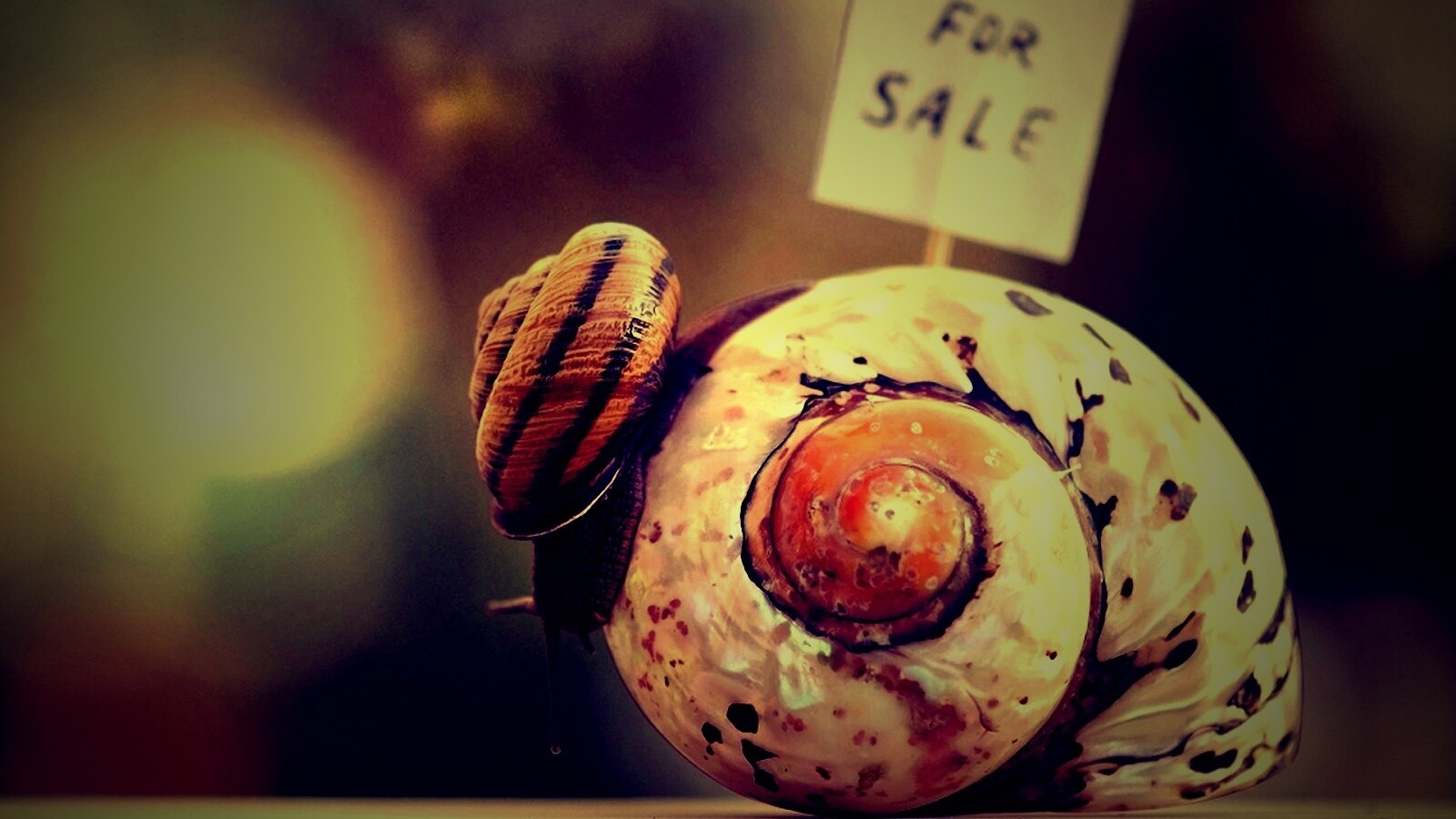 Улитка приматрвиает новый дом обои