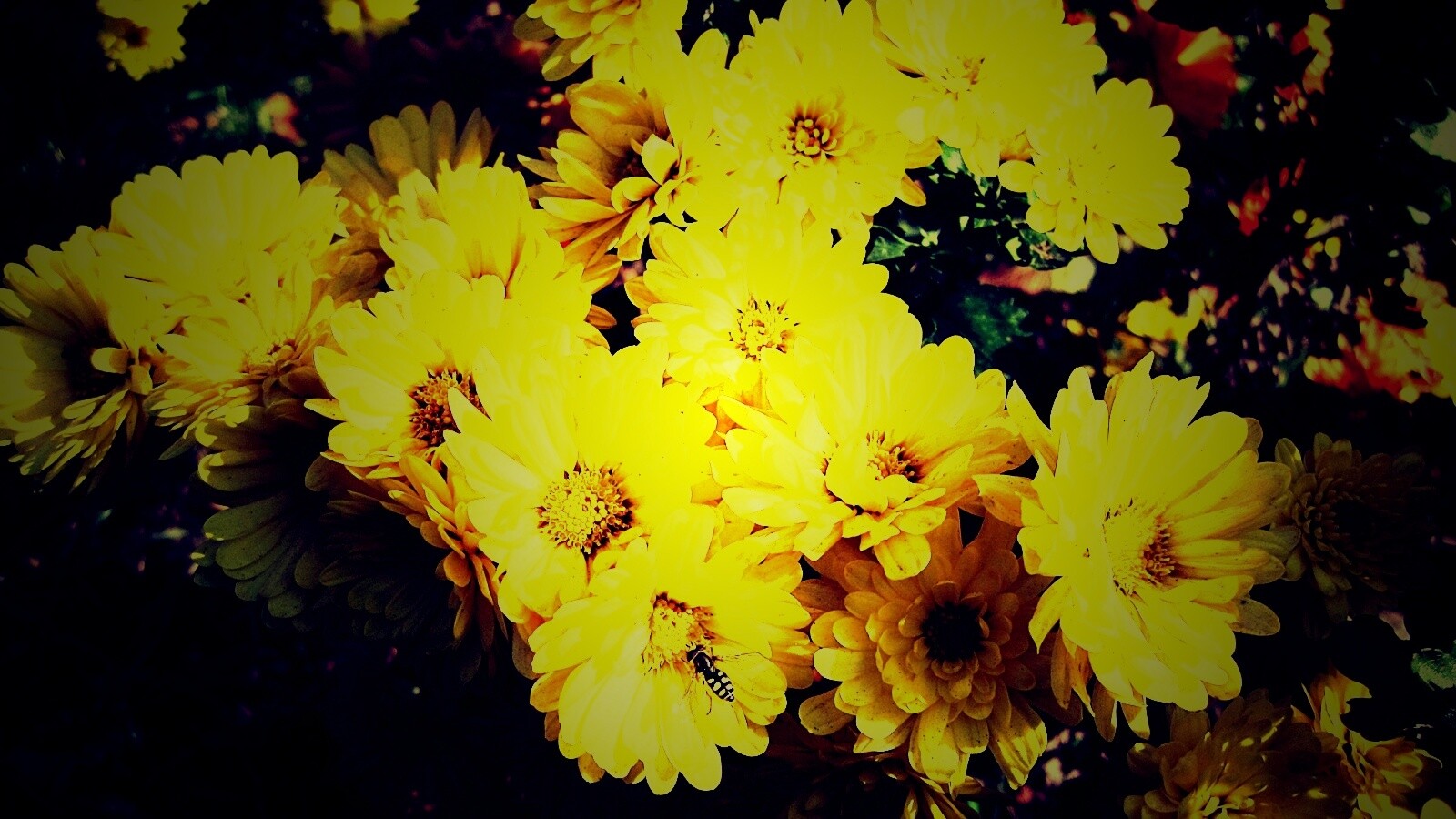 Оса на желтых герберах обои