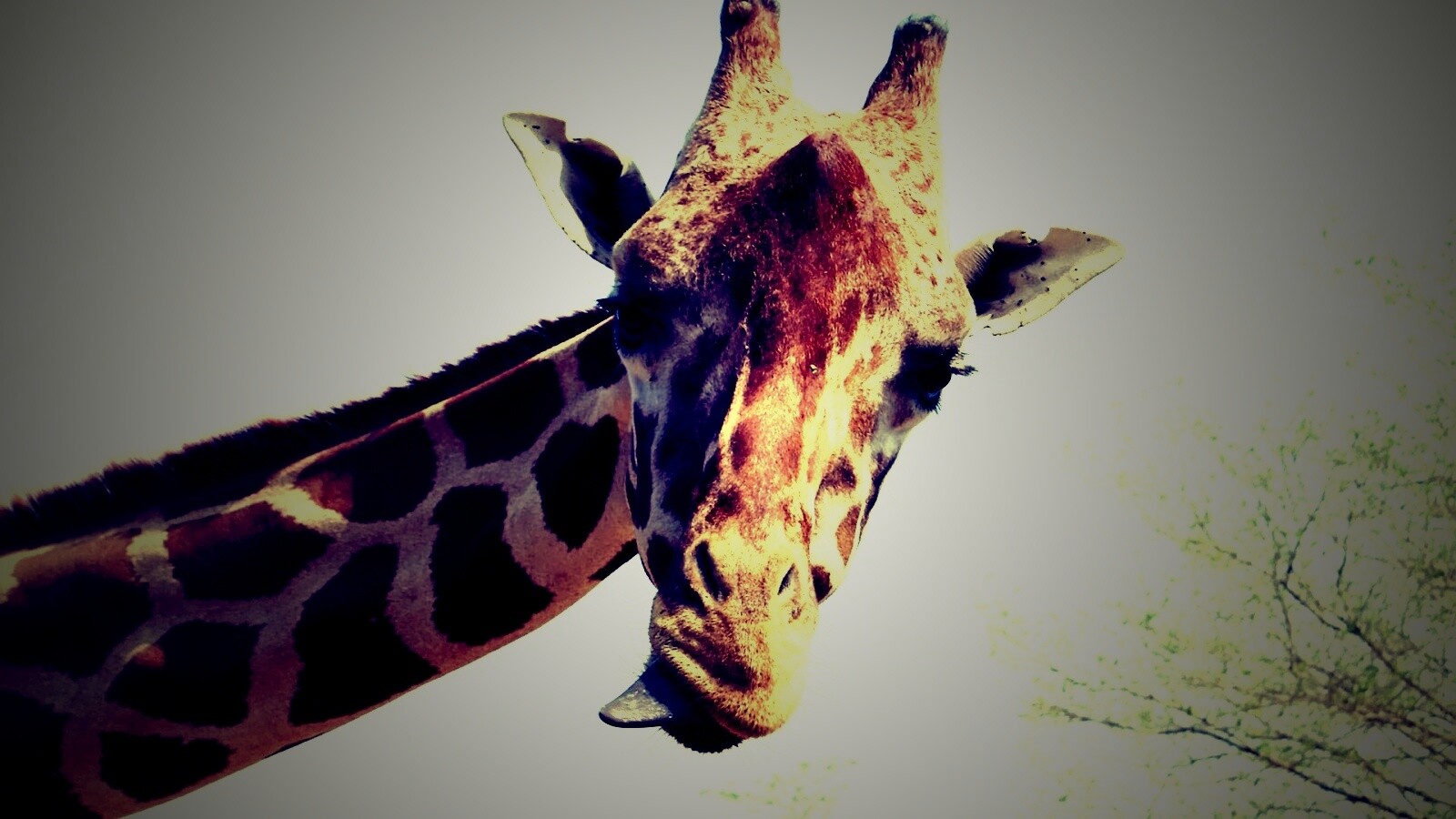 Жираф показывает язык обои