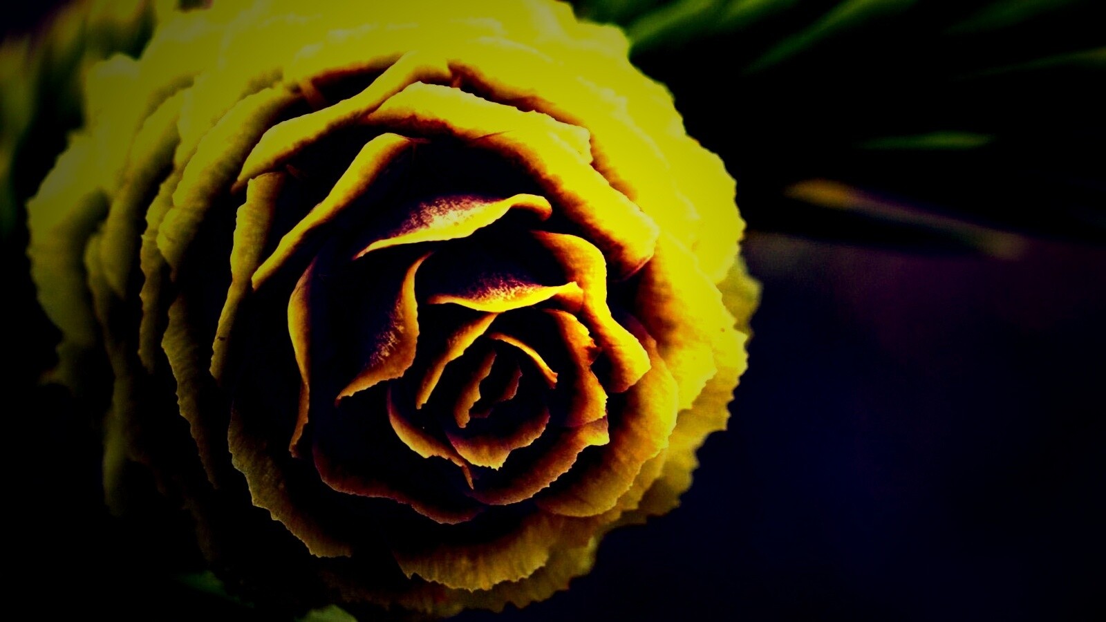 Молодая шишка обои