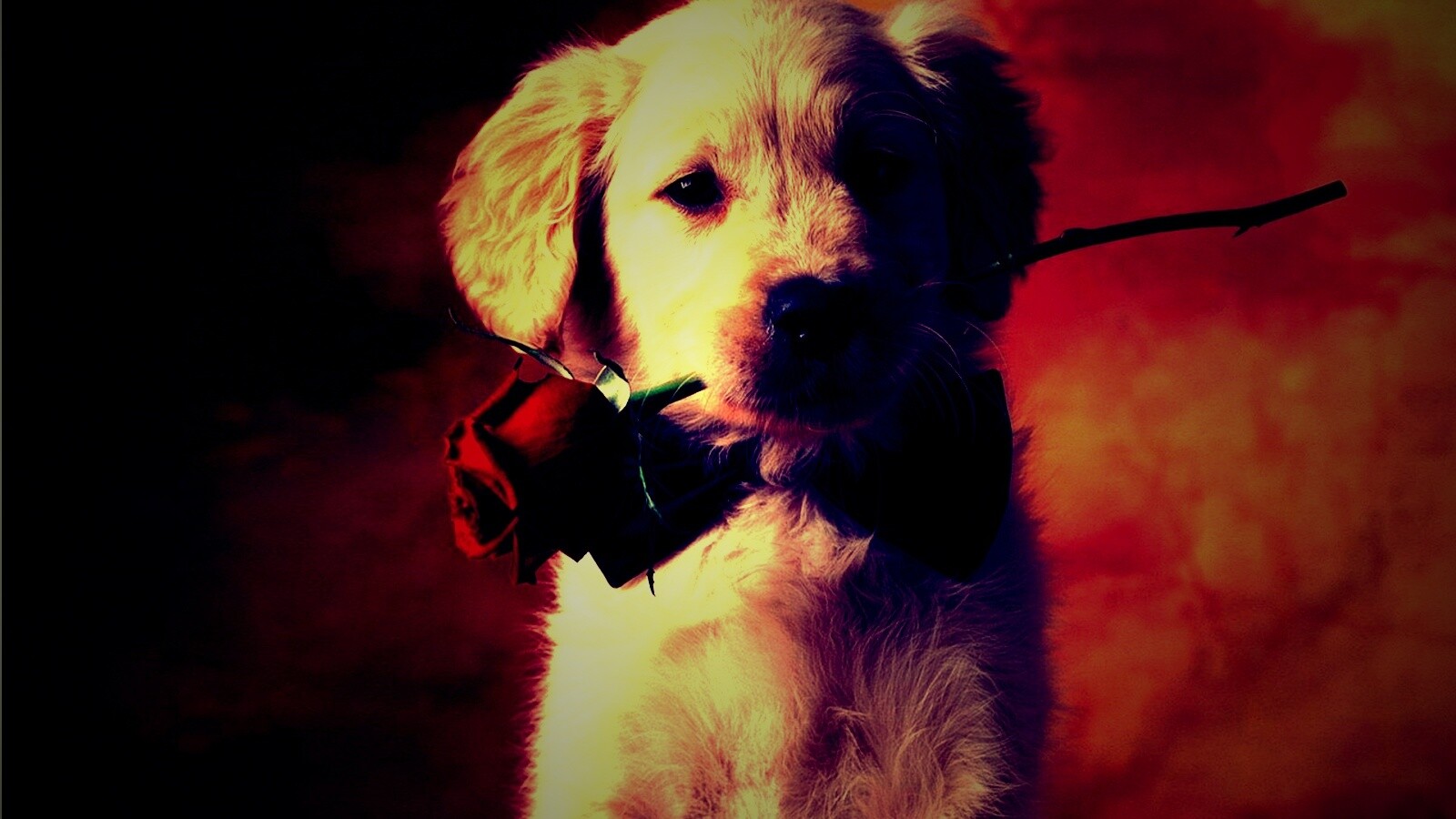 Щенок с розой в зубах обои