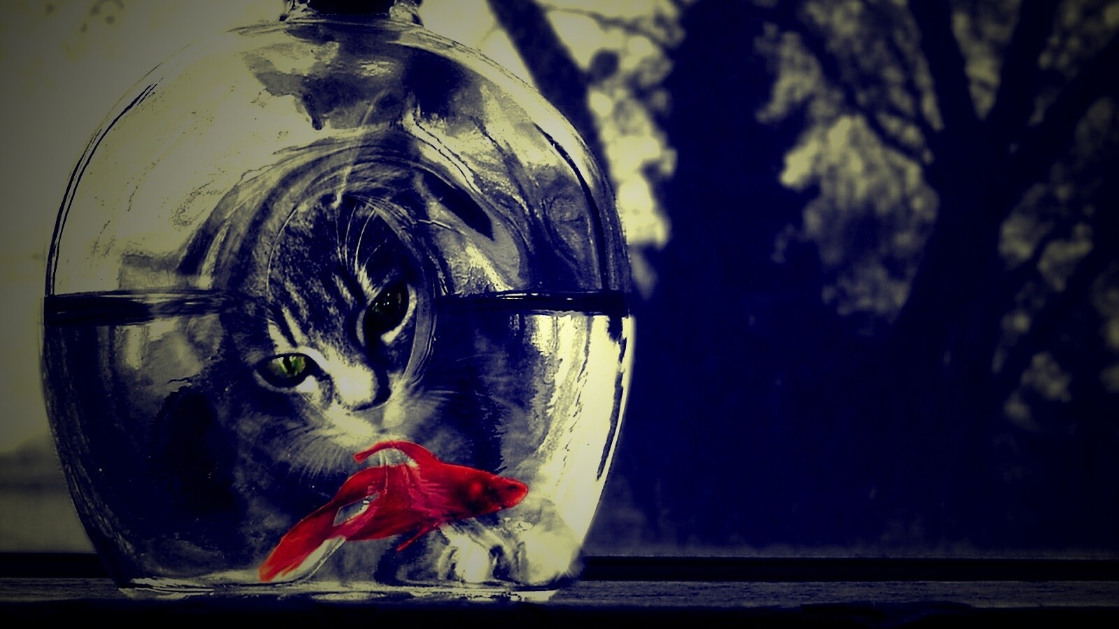 Кот наблюдает за рыбкой в бутылке обои