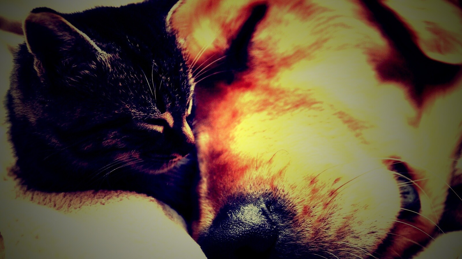 Кошка спит с собакой обои