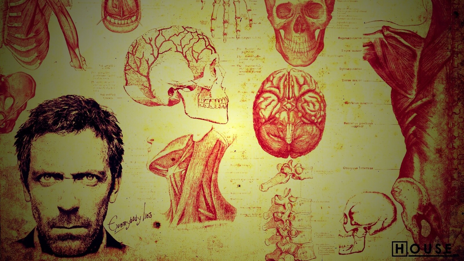 Анатомические рисунки доктора Хауса обои