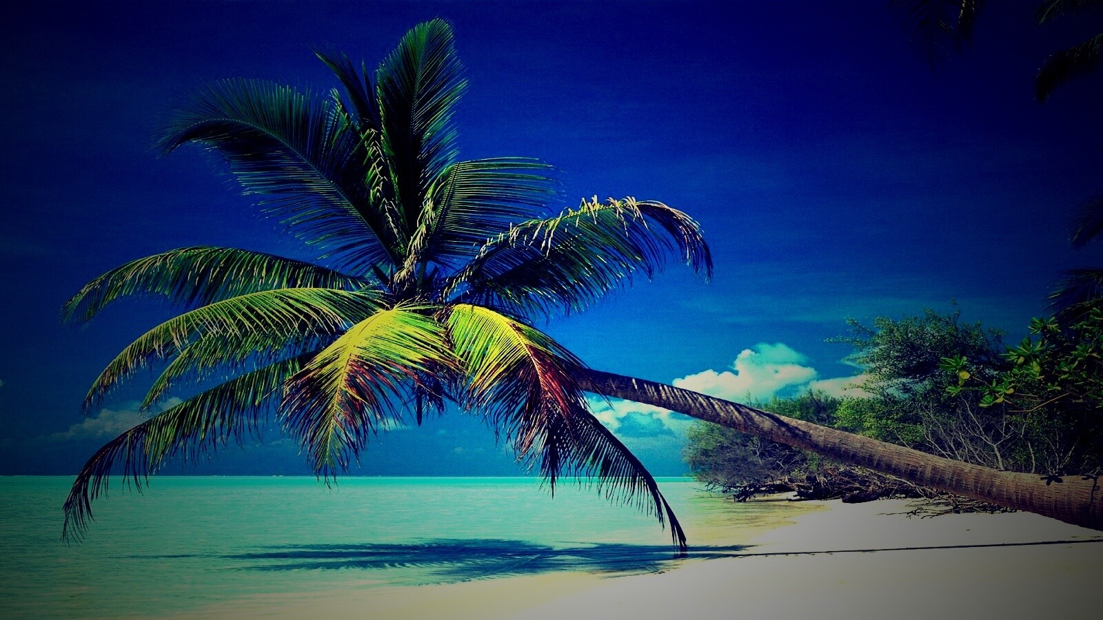 Пальма над водой обои