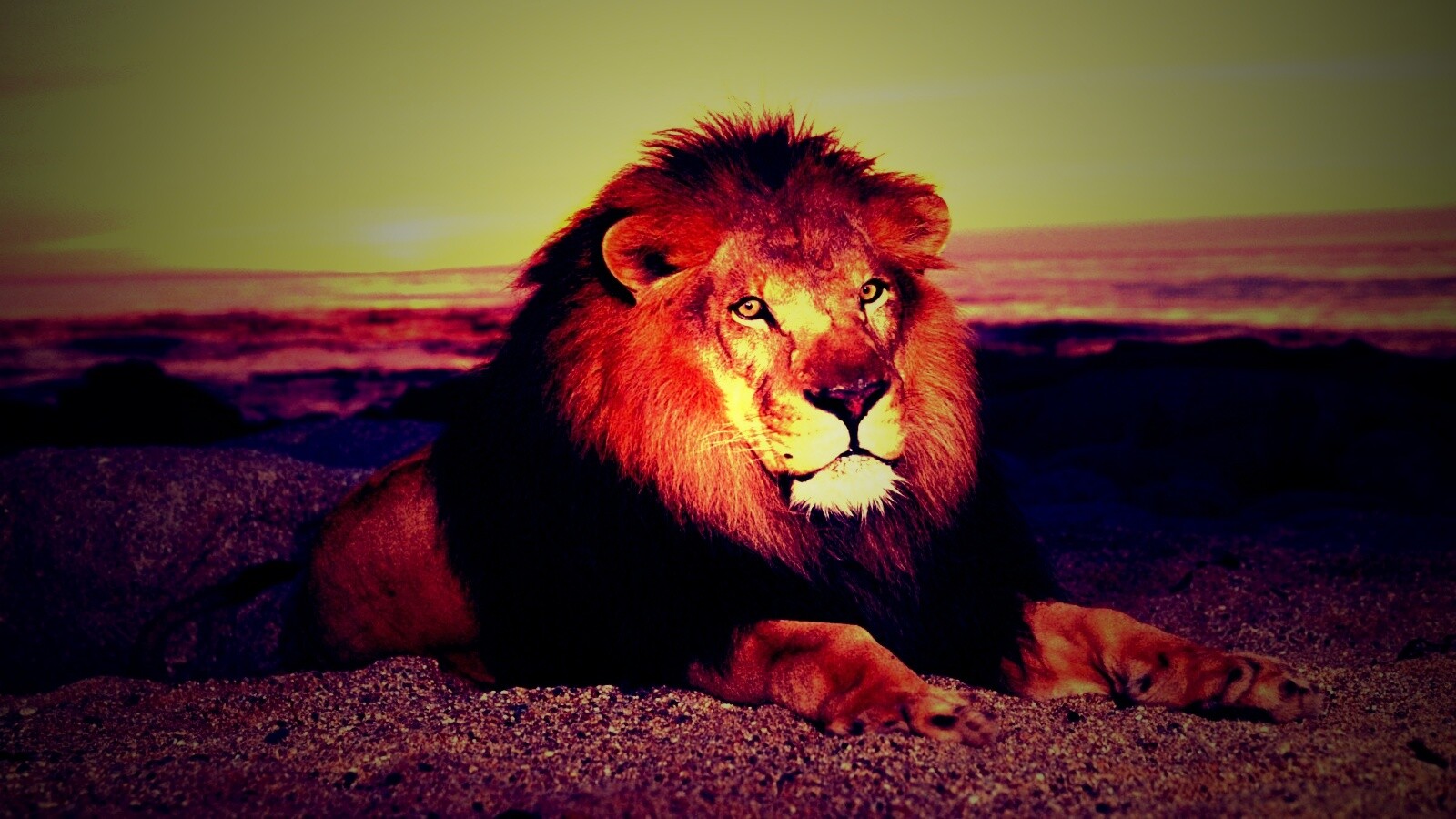 Лев на берегу океана обои