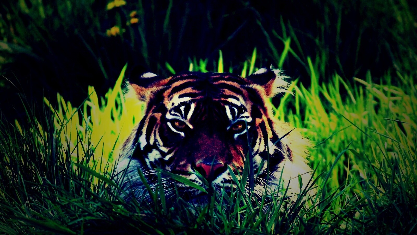 Морда тигра в траве обои