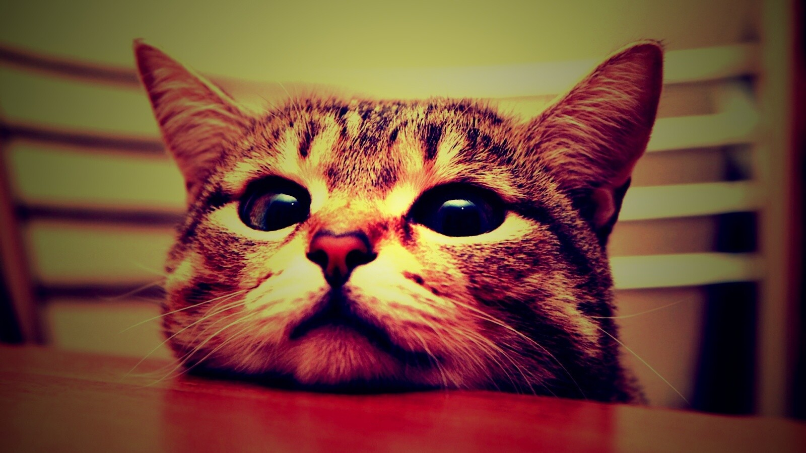 Любопытный котейка обои