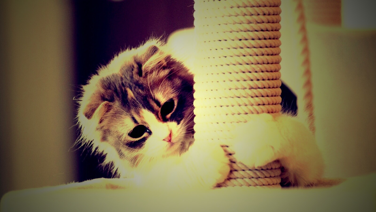 Пушистая кошка с когтеточкой обои