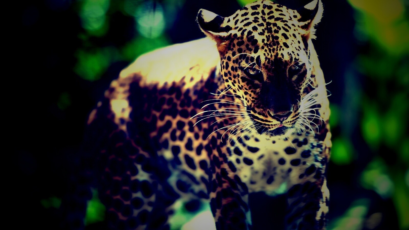 Леопард в сингапурском зоопарке обои