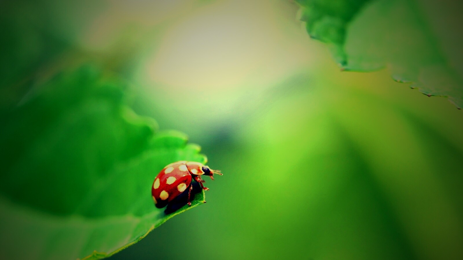 Божья коровка обои