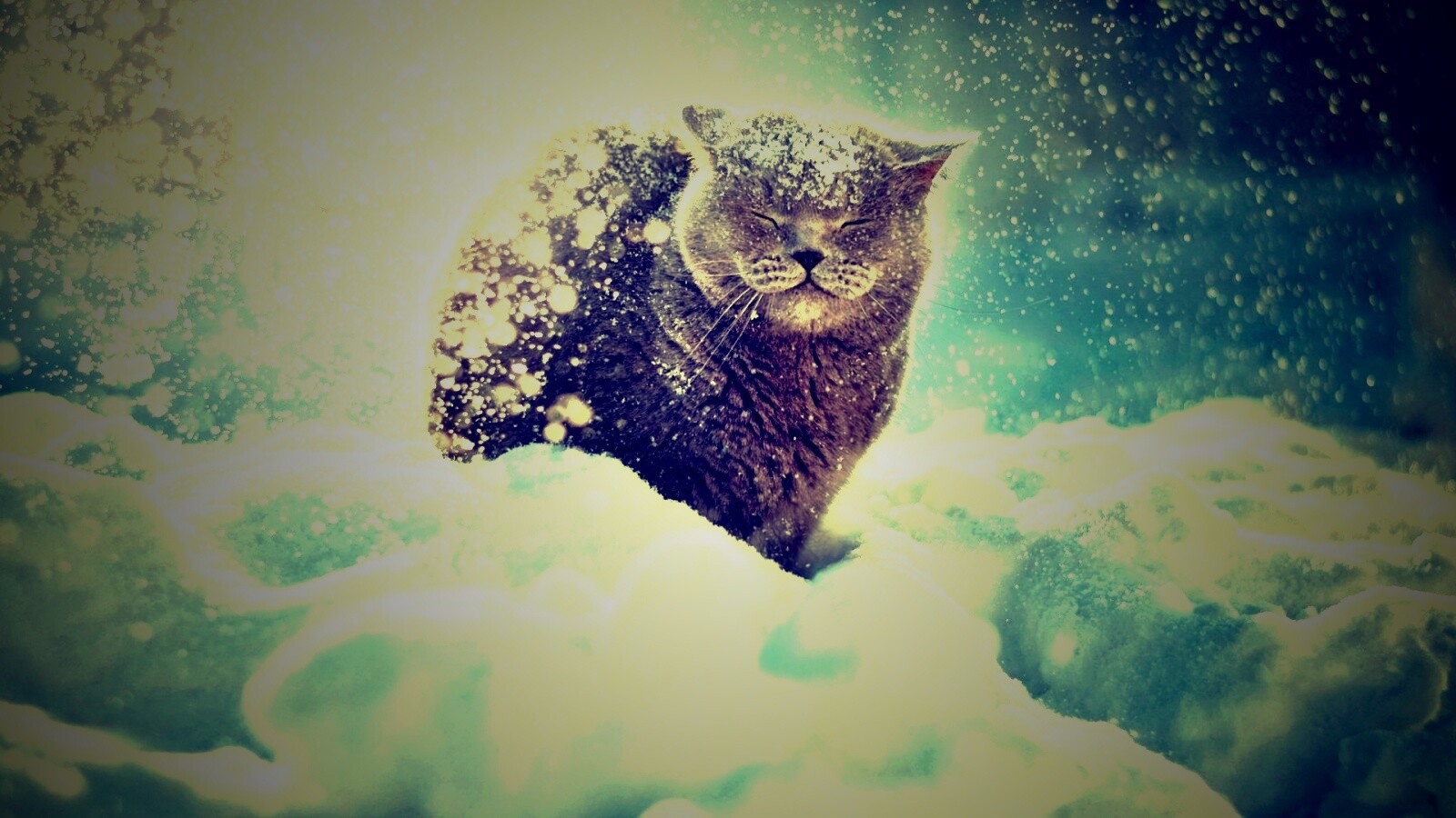 Британце в снегу обои