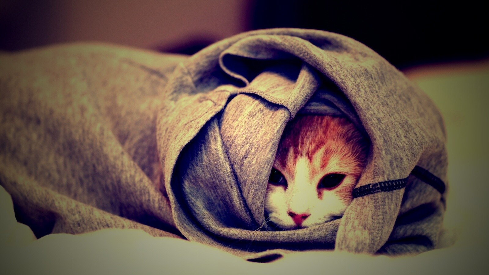 Закутавшийся в футболку кот обои