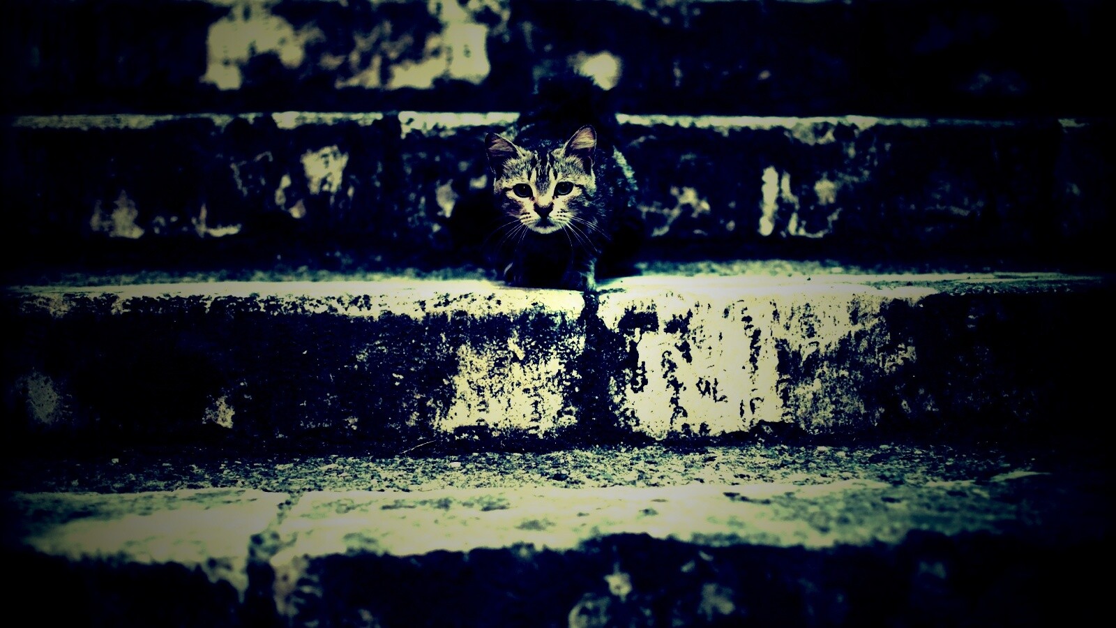 Растрепанная кошка на ступеньках лестницы обои