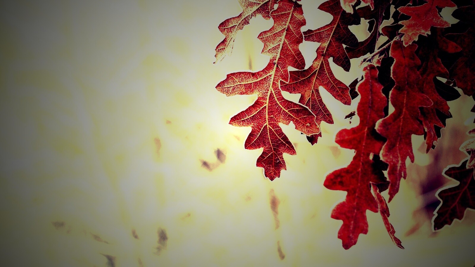 Дубовые листья обои