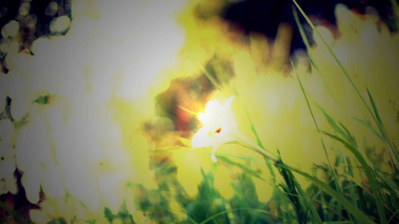 Цветок затерявшийся в траве обои