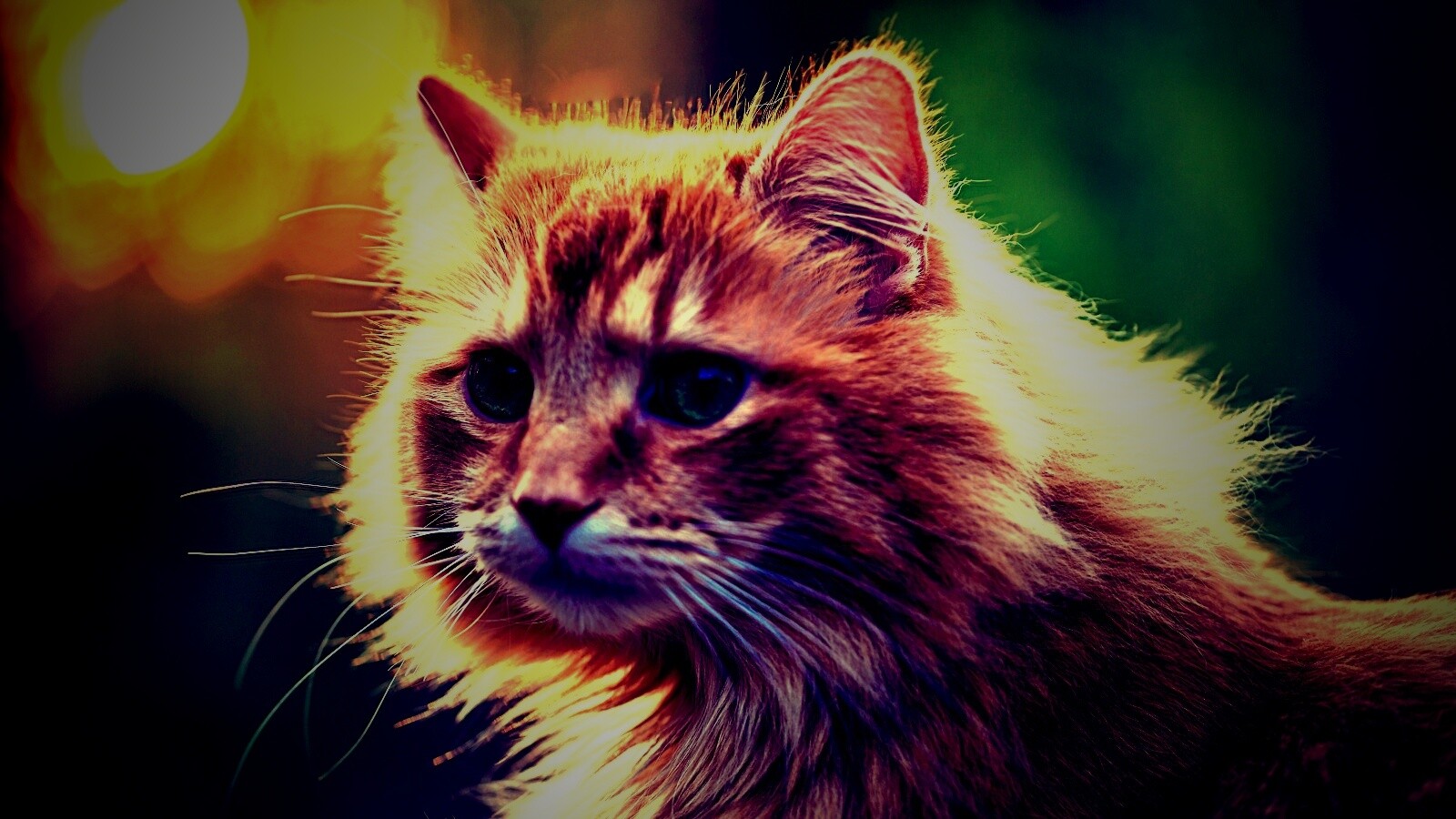 Рыжий кот в лучах солнца обои