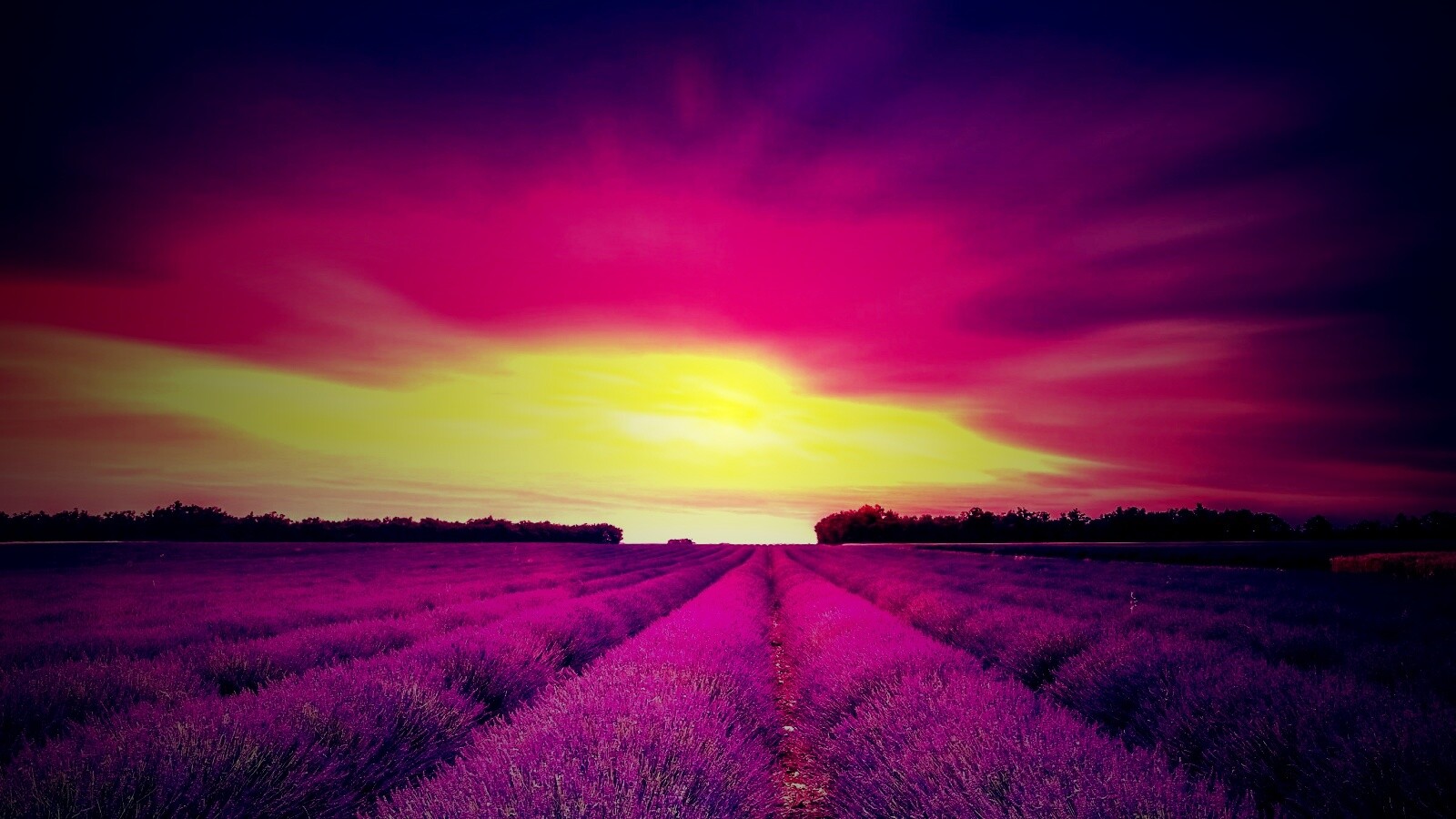 Поле фиолетовых цветов на закате обои