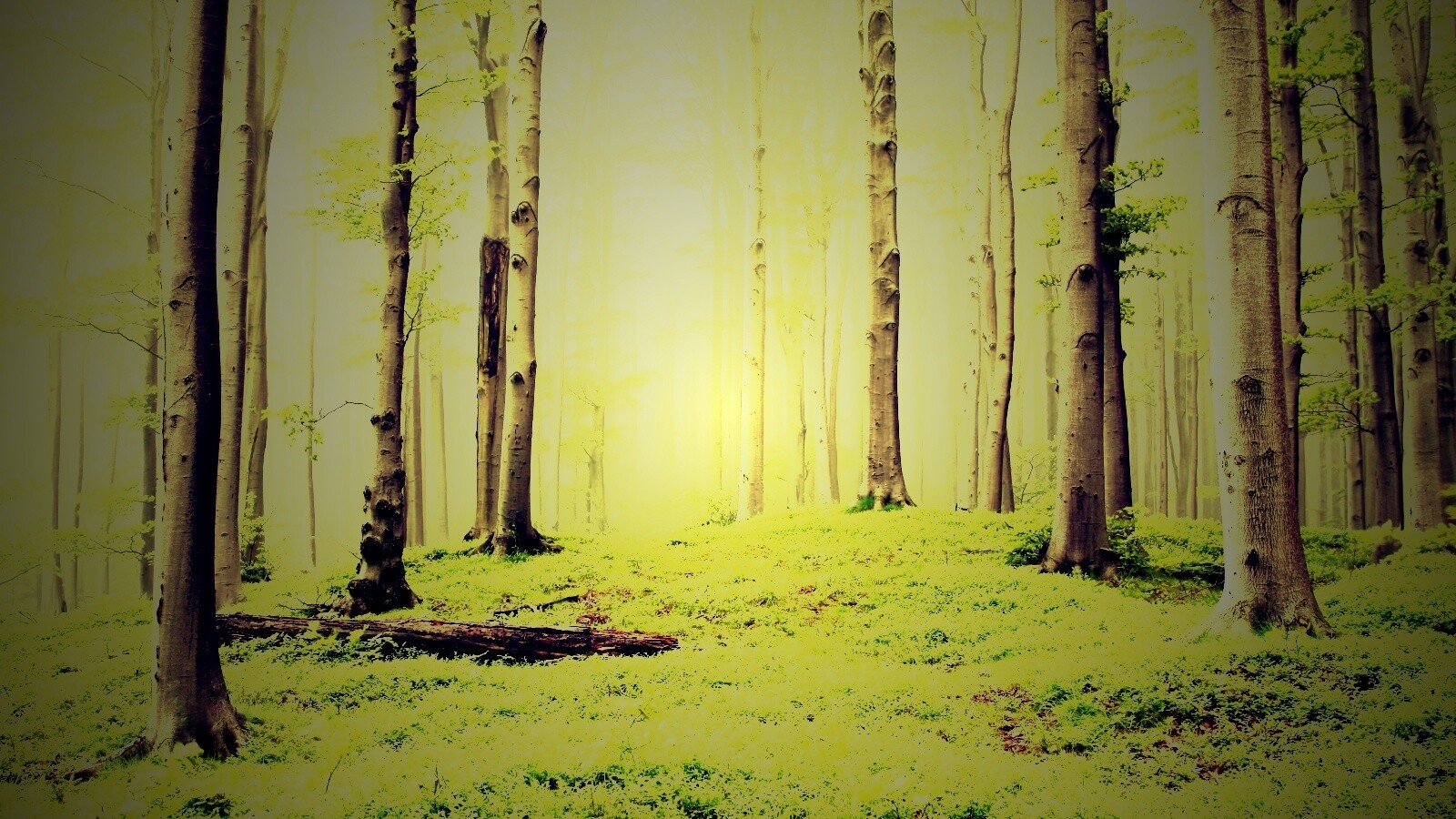 Опушка осинового леса обои