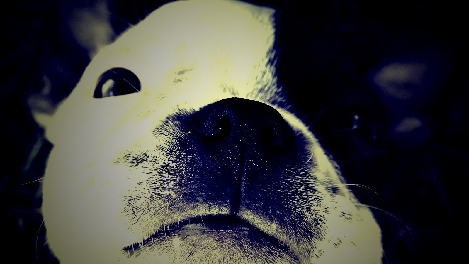 Бостонский терьер обои