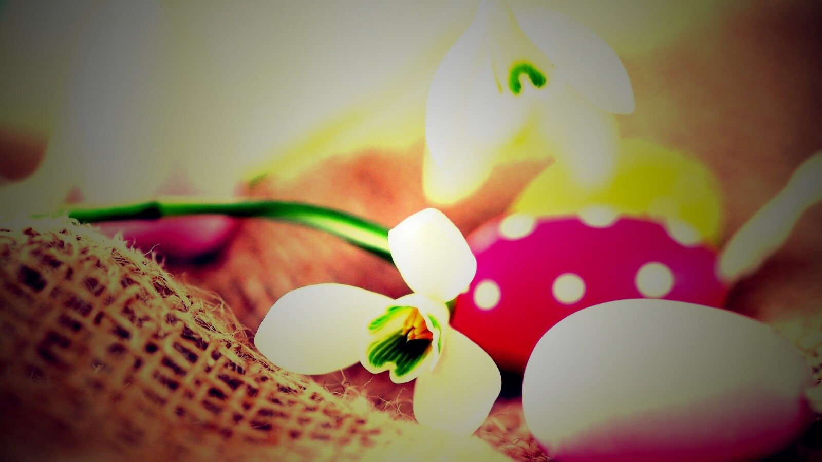 Белый цветок и яйца обои