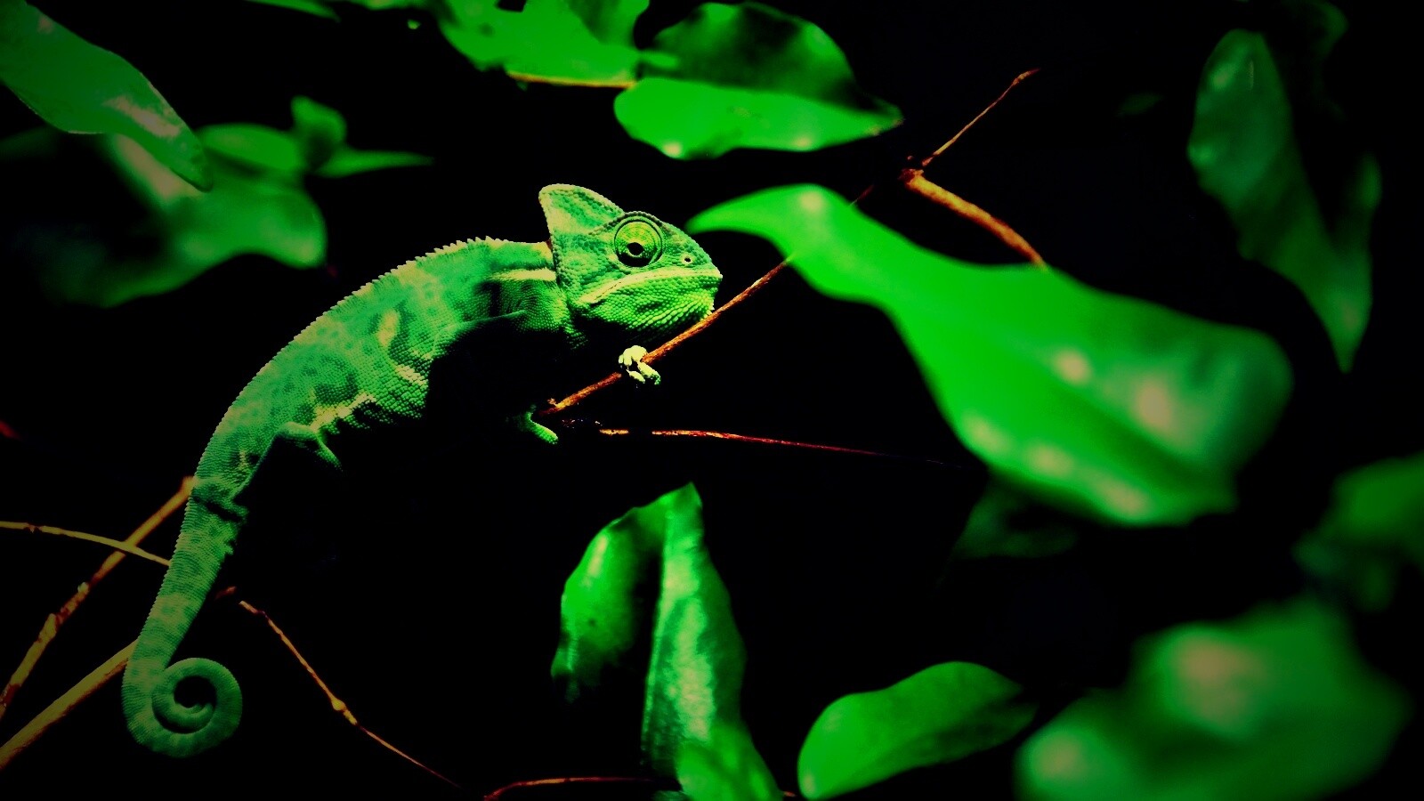 Хамелеон в листве обои