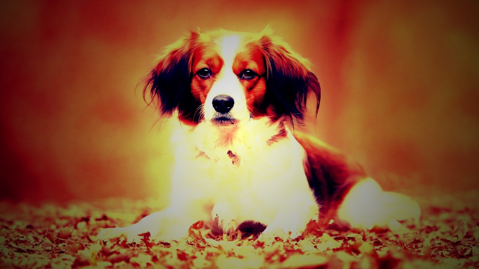Собака на ковре из осенних листьев обои