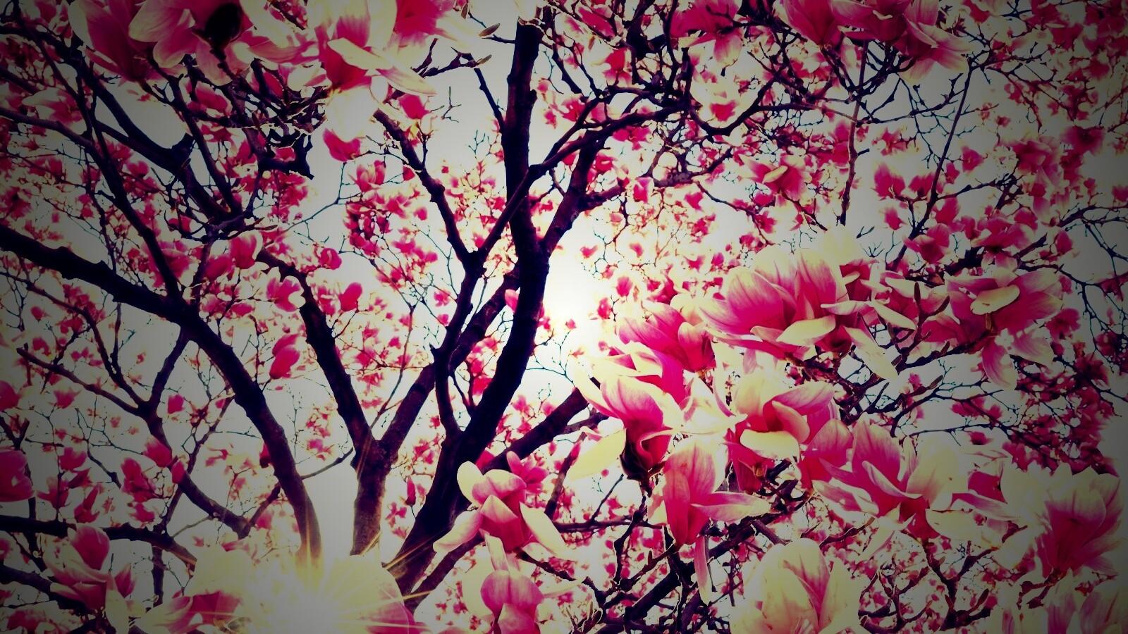 Магнолия обои