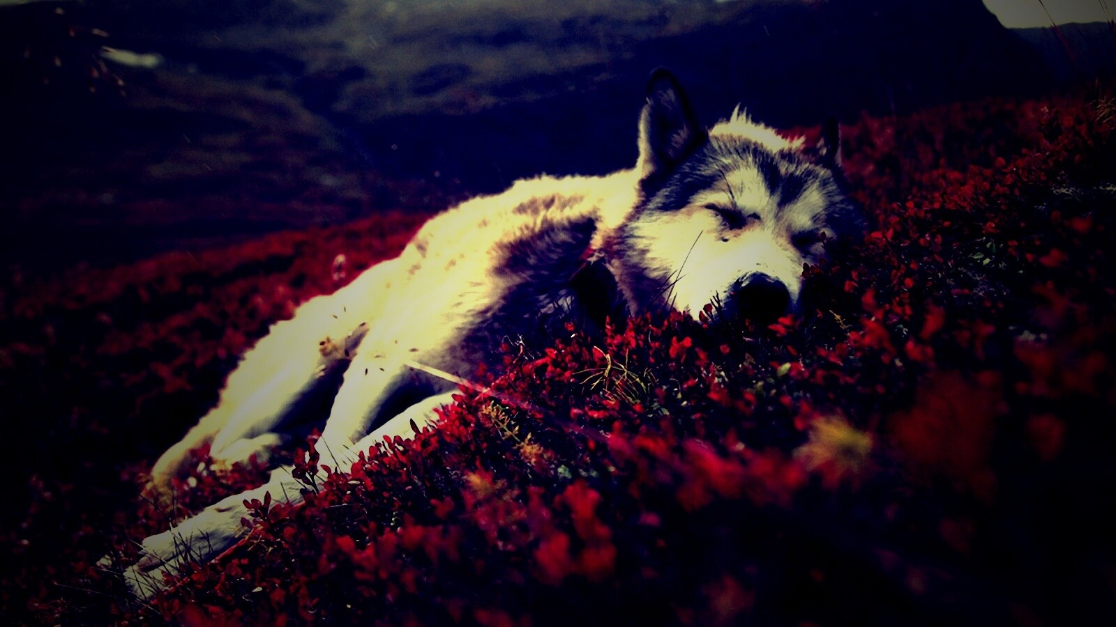 Лапа в цветах обои