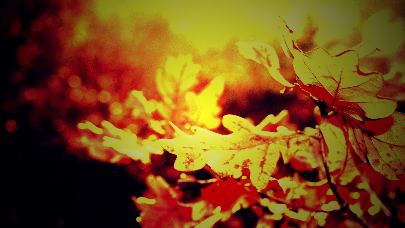 Дубовые листья обои