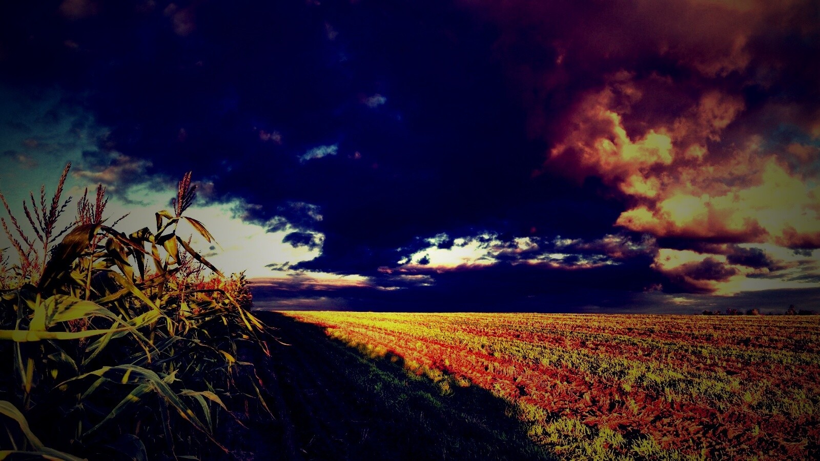 Кукурузное поле обои