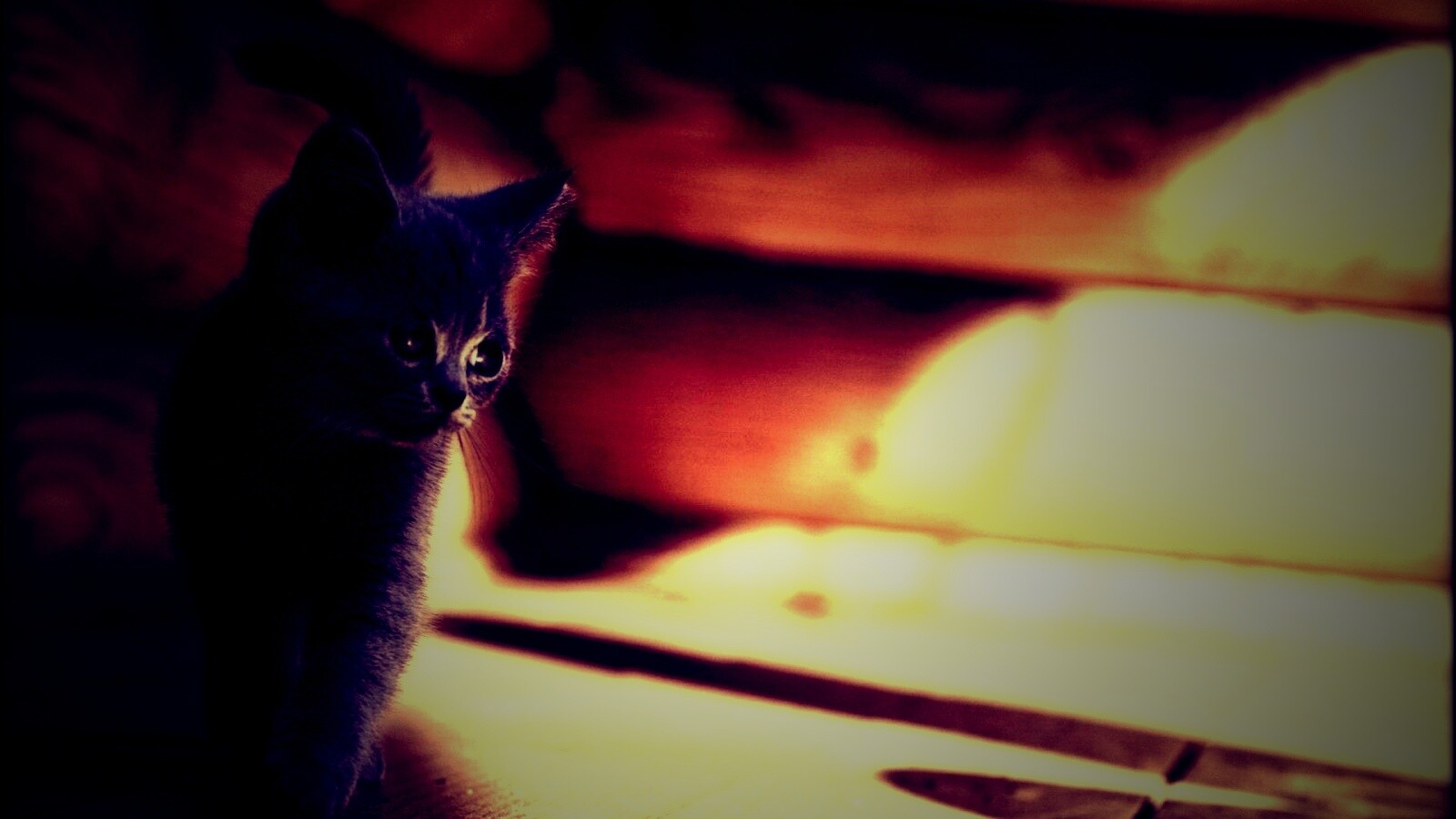 Маленький дымчатый котенок обои