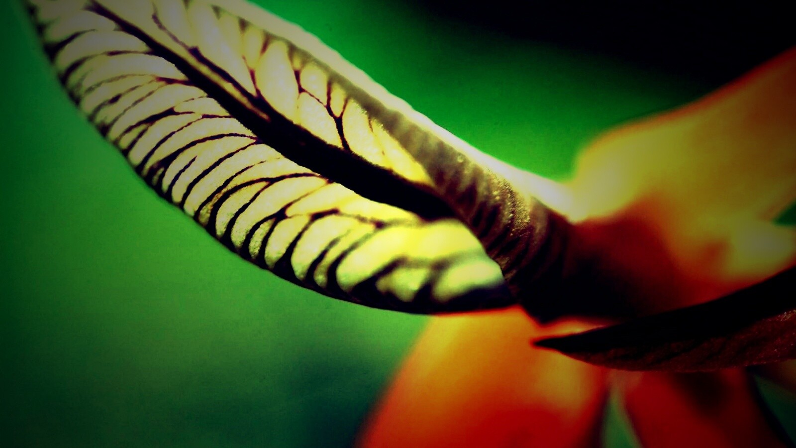 Сетчатый лист обои