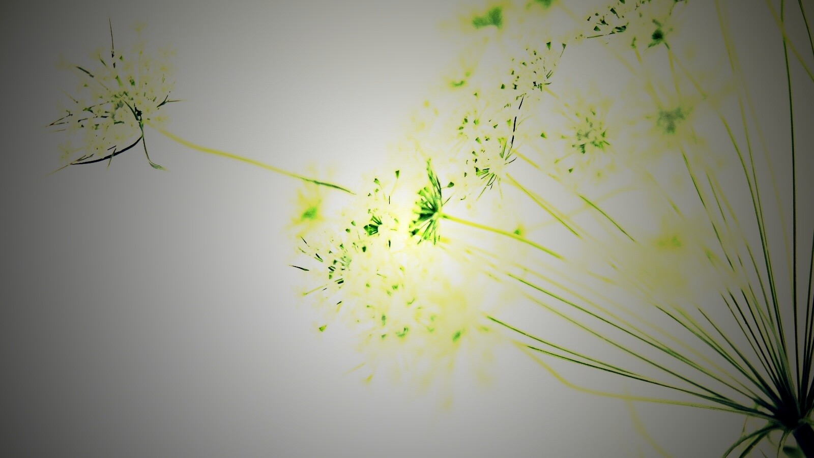 Цветы в макро обои