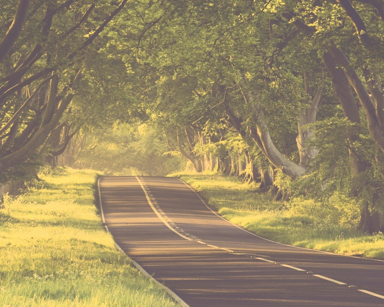 Трасса в тени деревьев обои