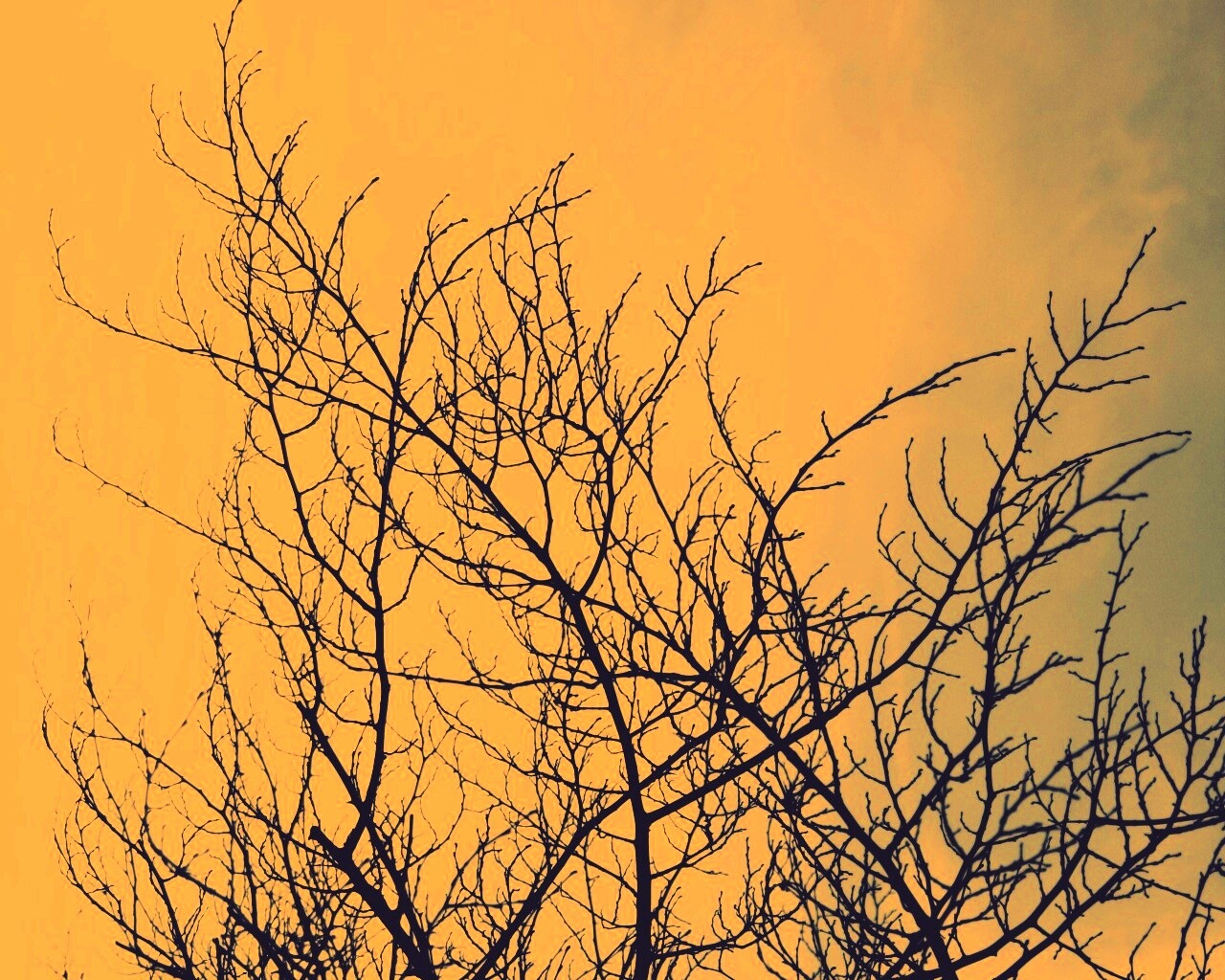 Ветвистое дерево обои