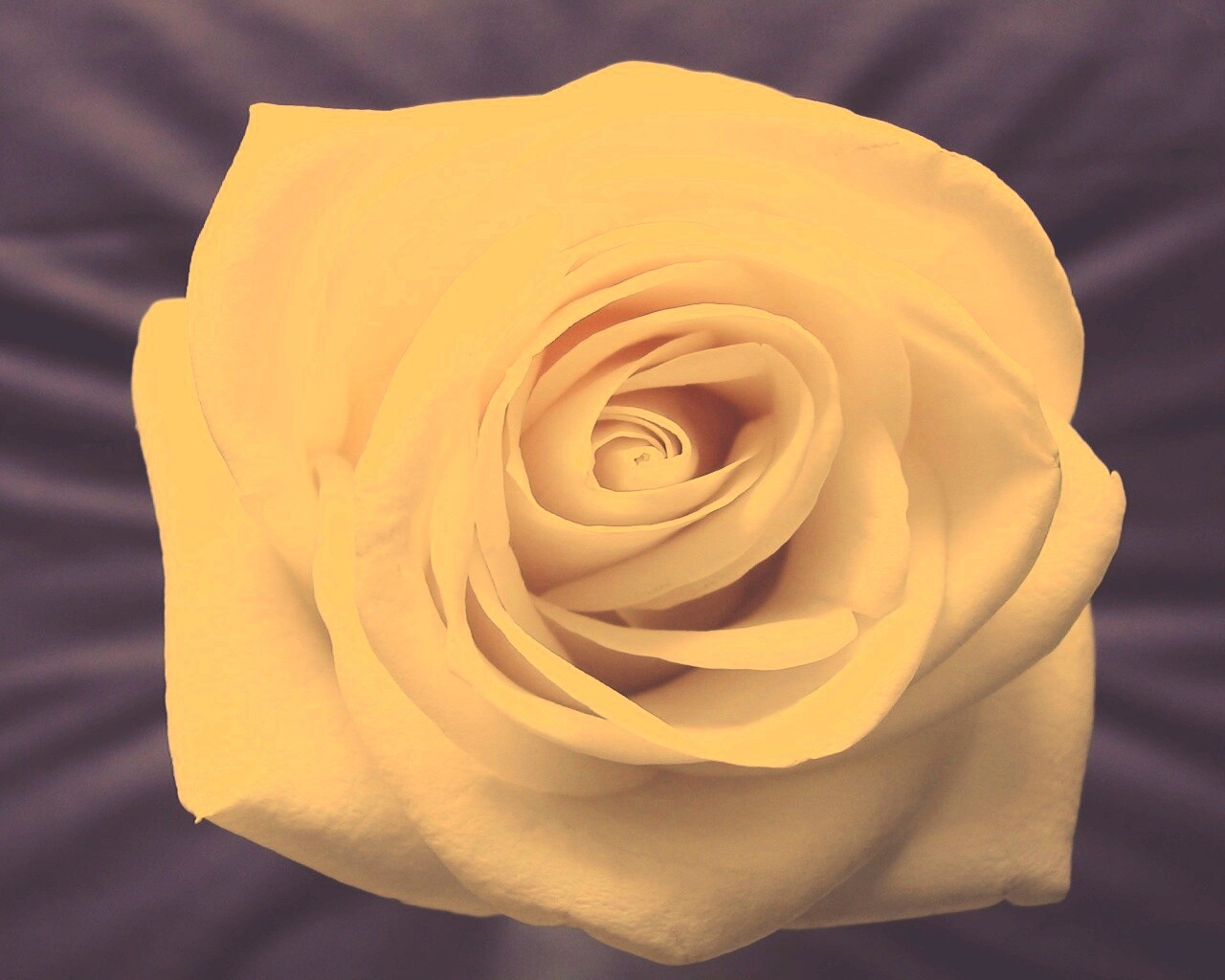 Белая роза обои