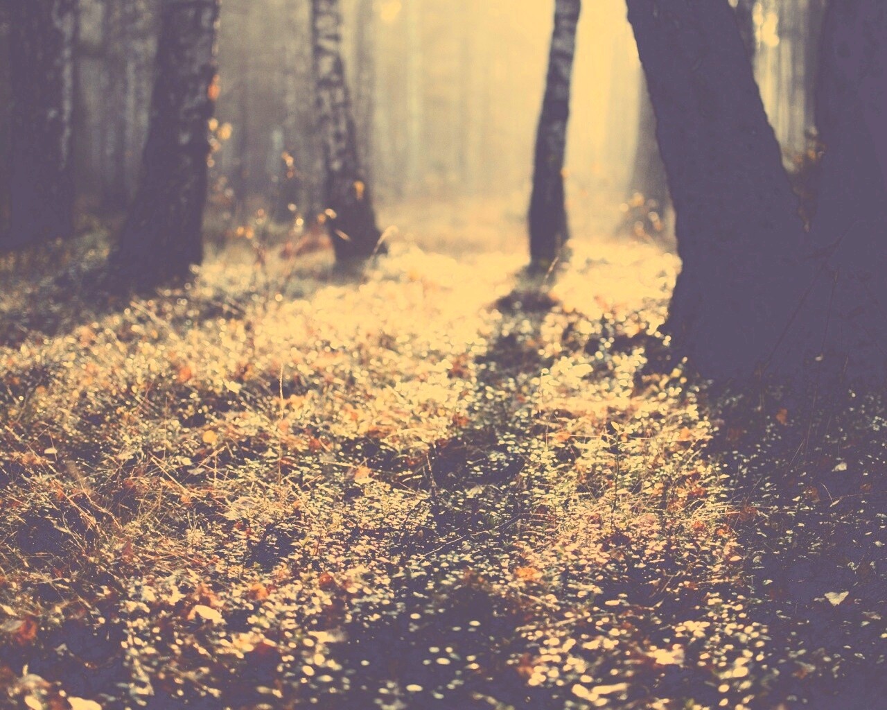 Лесная земля обои