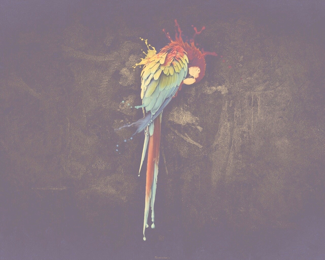 Попугай обои