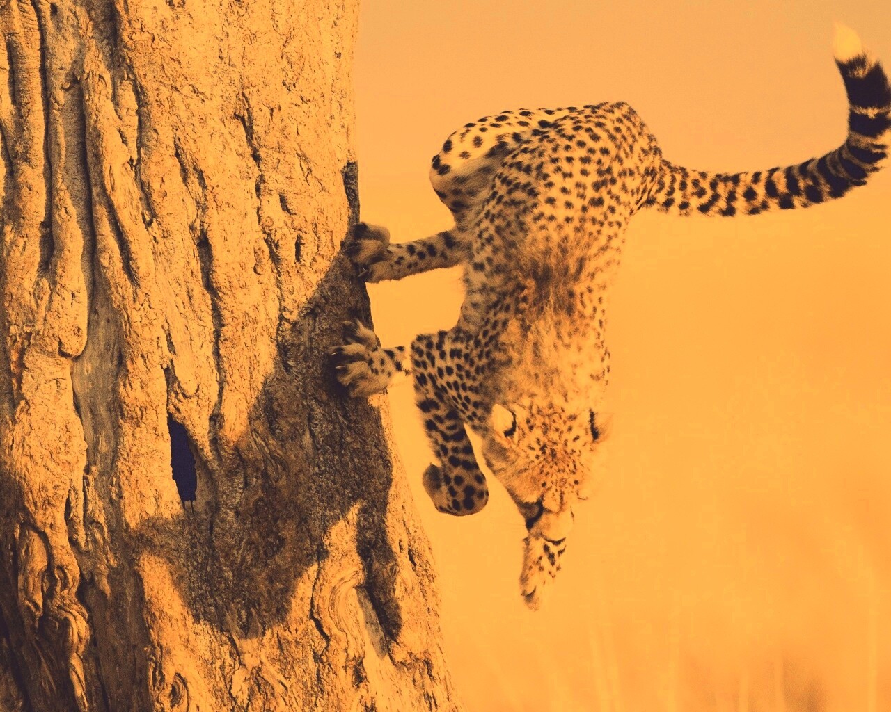 Скалолаз обои