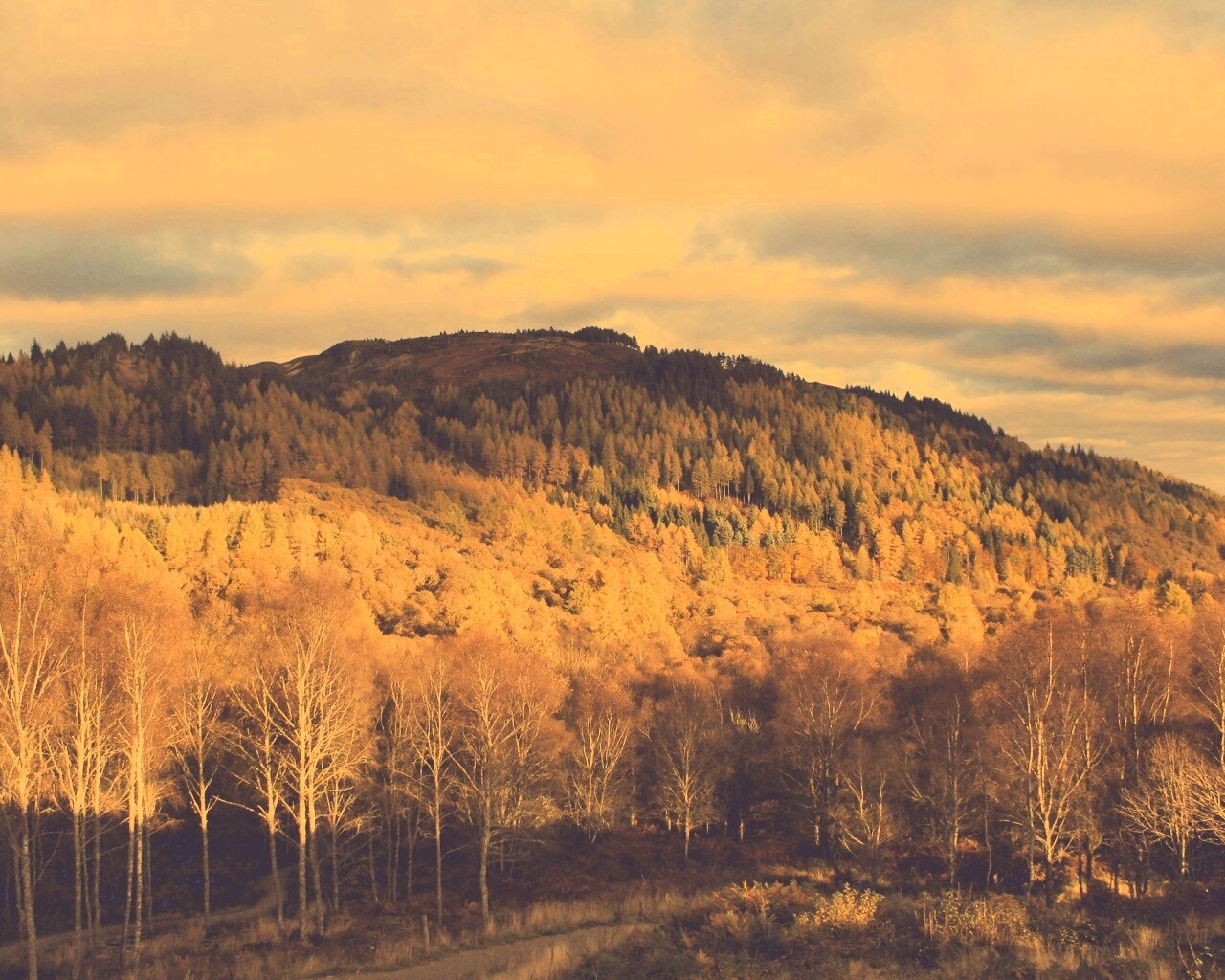 Золотая осень обои