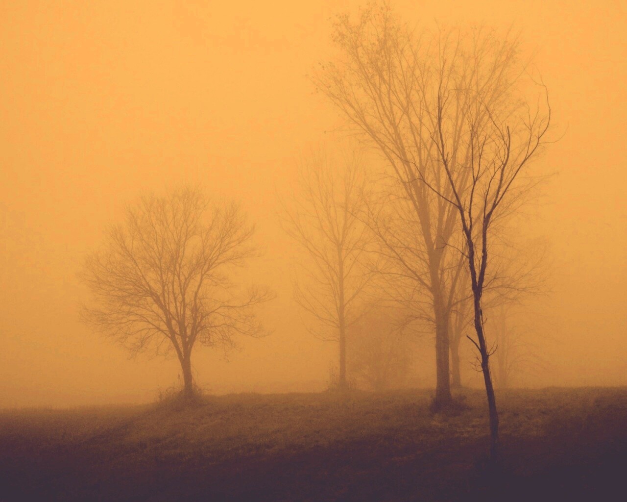 Деревья в тумане обои